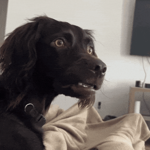 Surprised Dog GIF – Shocked Reaction Face